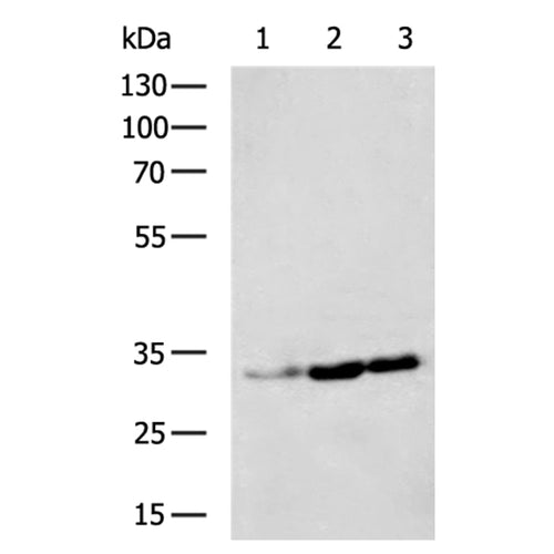 MPG rabbit polyclonal antibody