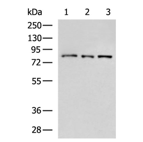 ATXN1 rabbit polyclonal antibody