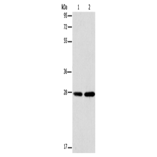 BCAS2 rabbit polyclonal antibody