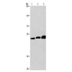 VWA5A rabbit polyclonal antibody