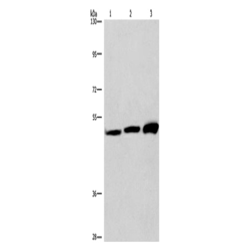 VWA5A rabbit polyclonal antibody