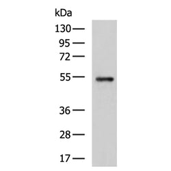 C3AR1 rabbit polyclonal antibody