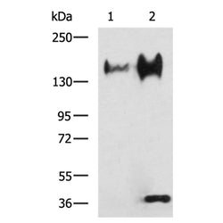 NCAPD2 rabbit polyclonal antibody
