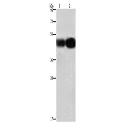 BSG rabbit polyclonal antibody