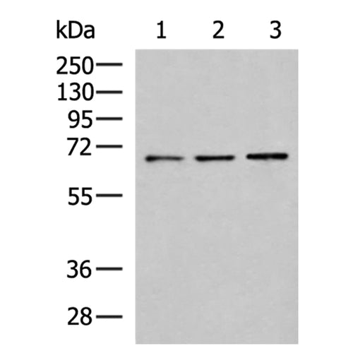 SIGLEC5 rabbit polyclonal antibody