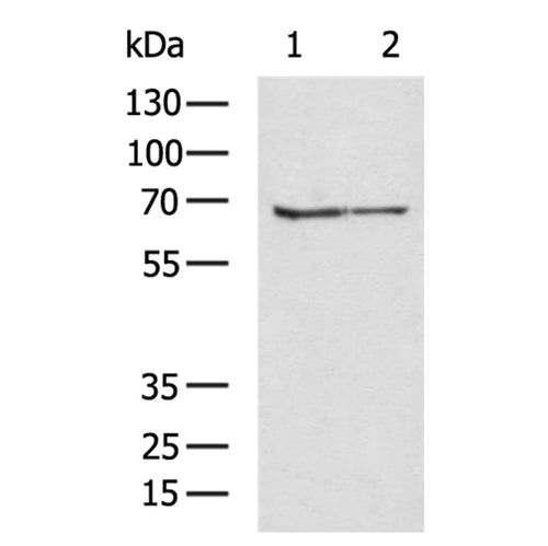 BCAM rabbit polyclonal antibody