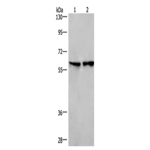 CD244 rabbit polyclonal antibody
