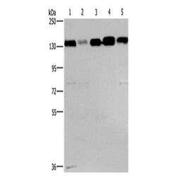 CEP97 rabbit polyclonal antibody
