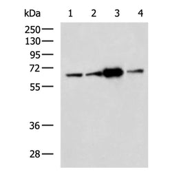CHDH rabbit polyclonal antibody