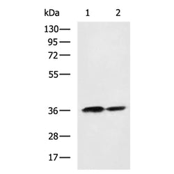 WNT3A rabbit polyclonal antibody