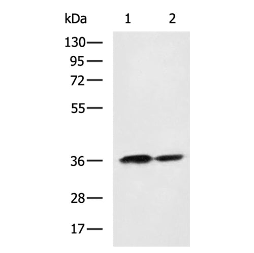 WNT3A rabbit polyclonal antibody