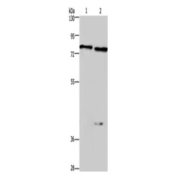 CERT1 rabbit polyclonal antibody