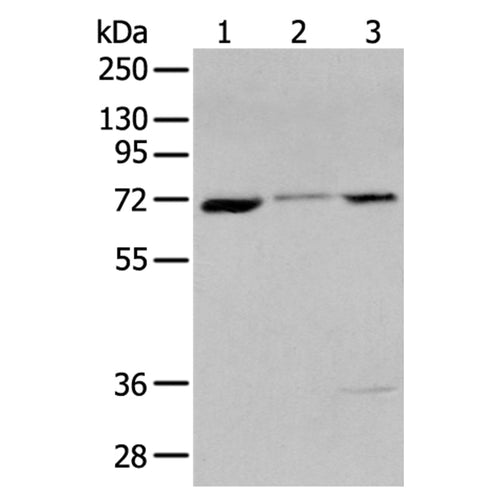 CTNNBL1 rabbit polyclonal antibody