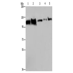 HSPA4 rabbit polyclonal antibody