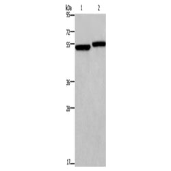 DDX19B rabbit polyclonal antibody