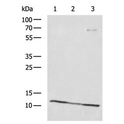 DYNLL1 rabbit polyclonal antibody