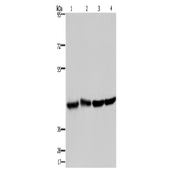 DRG1 rabbit polyclonal antibody