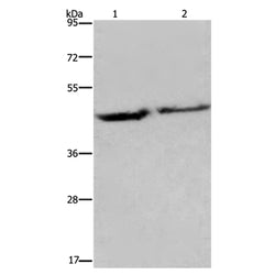 EIF3H rabbit polyclonal antibody
