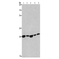 EIF6 rabbit polyclonal antibody