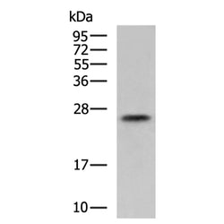 EPDR1 rabbit polyclonal antibody