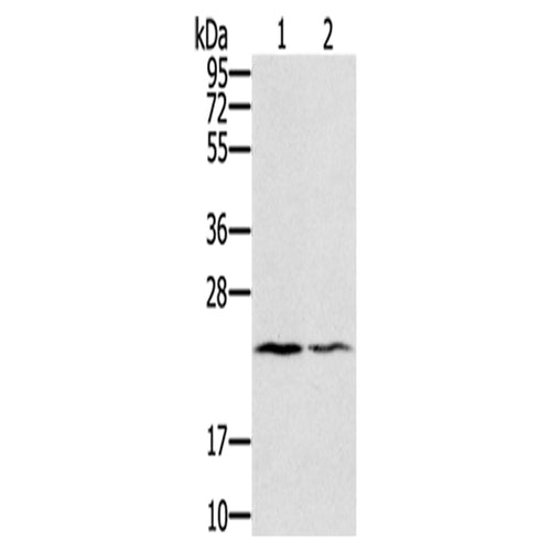 EDN2 rabbit polyclonal antibody