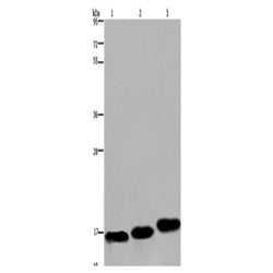 MYL12B rabbit polyclonal antibody