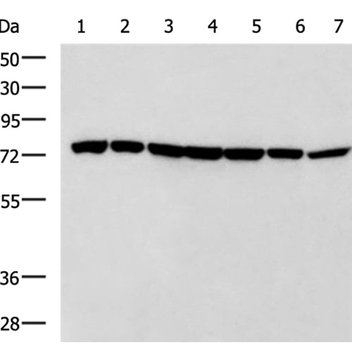FASTKD2 rabbit polyclonal antibody