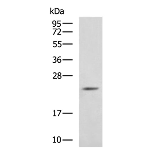 FGF18 rabbit polyclonal antibody