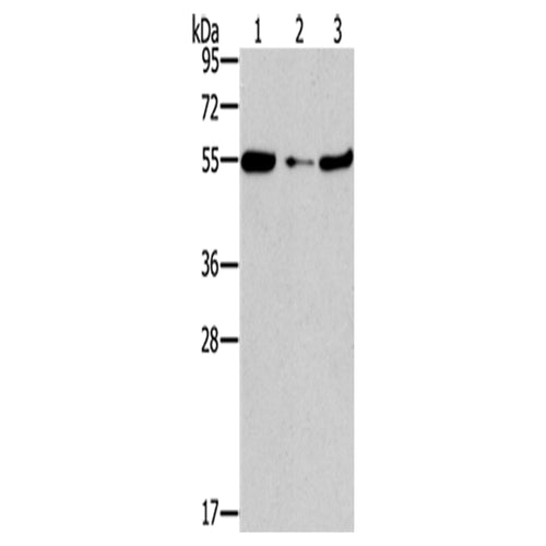 FGFR1OP rabbit polyclonal antibody