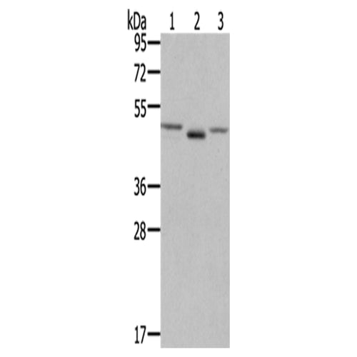 FGFRL1 rabbit polyclonal antibody
