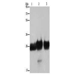FHL1 rabbit polyclonal antibody