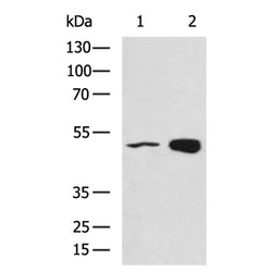 FH rabbit polyclonal antibody