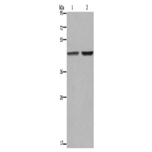 GABPB2 rabbit polyclonal antibody