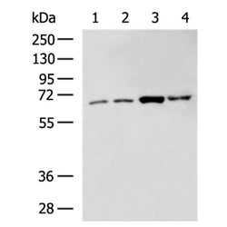 GBP5 rabbit polyclonal antibody
