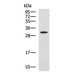 GLIPR1 rabbit polyclonal antibody