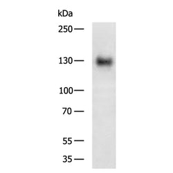 GOLGA2 rabbit polyclonal antibody