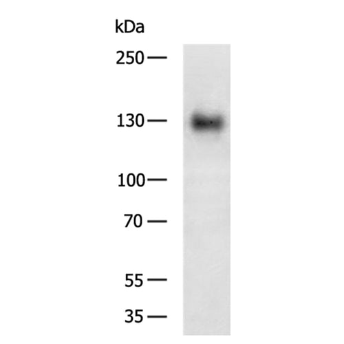 GOLGA2 rabbit polyclonal antibody