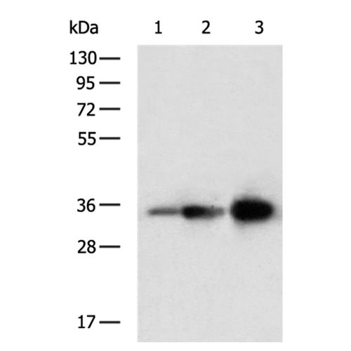 HMGCL rabbit polyclonal antibody
