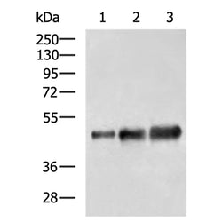 OVAL rabbit polyclonal antibody