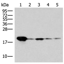 REG3G rabbit polyclonal antibody