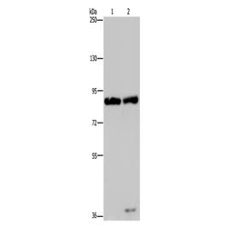 MRE11 rabbit polyclonal antibody