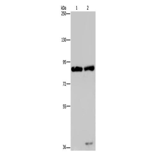 MRE11 rabbit polyclonal antibody