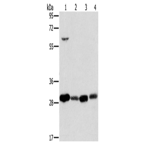 MRPL28 rabbit polyclonal antibody