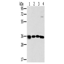 MRPL39 rabbit polyclonal antibody