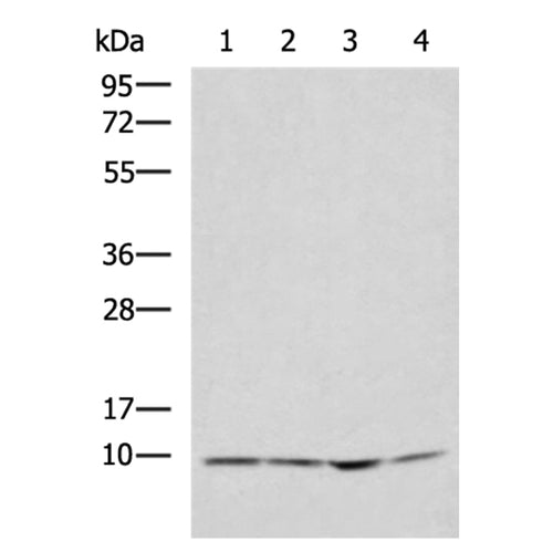 NDUFA1 rabbit polyclonal antibody