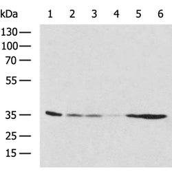 NDUFA9 rabbit polyclonal antibody