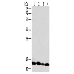 NDUFS5 rabbit polyclonal antibody