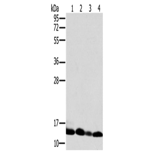 NDUFS5 rabbit polyclonal antibody