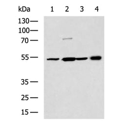 NECTIN4 rabbit polyclonal antibody
