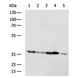 NIT1 rabbit polyclonal antibody